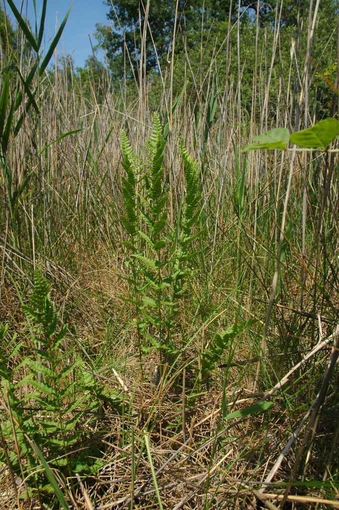 Dryopteris cristata Ph. P. Lanfant