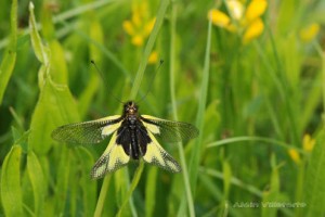 Libelloides coccajus (Ascalaphe soufré) Ph. A. Villetorte