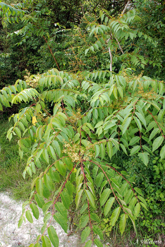 Ailanthus altissima Ph. A. Villetorte